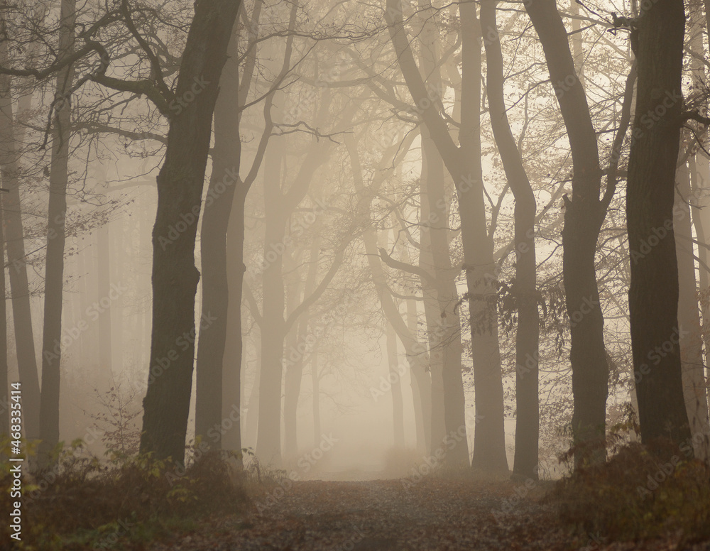 Jesienna droga w lesie w mgle - obrazy, fototapety, plakaty 