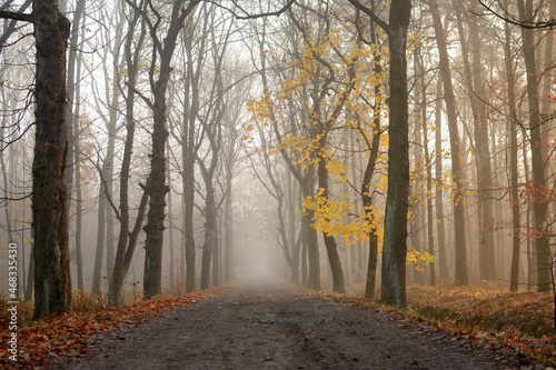 Droga w lesie jesienią