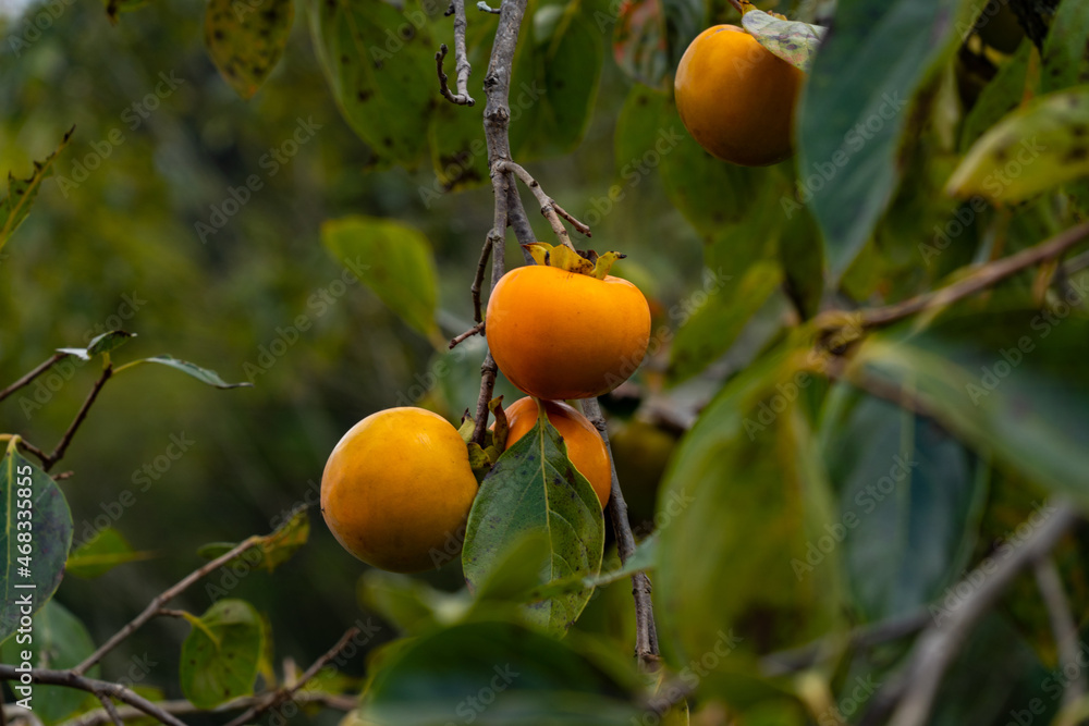 Persimmons are ripe with tree in Fukuoka prefecture, JAPAN.