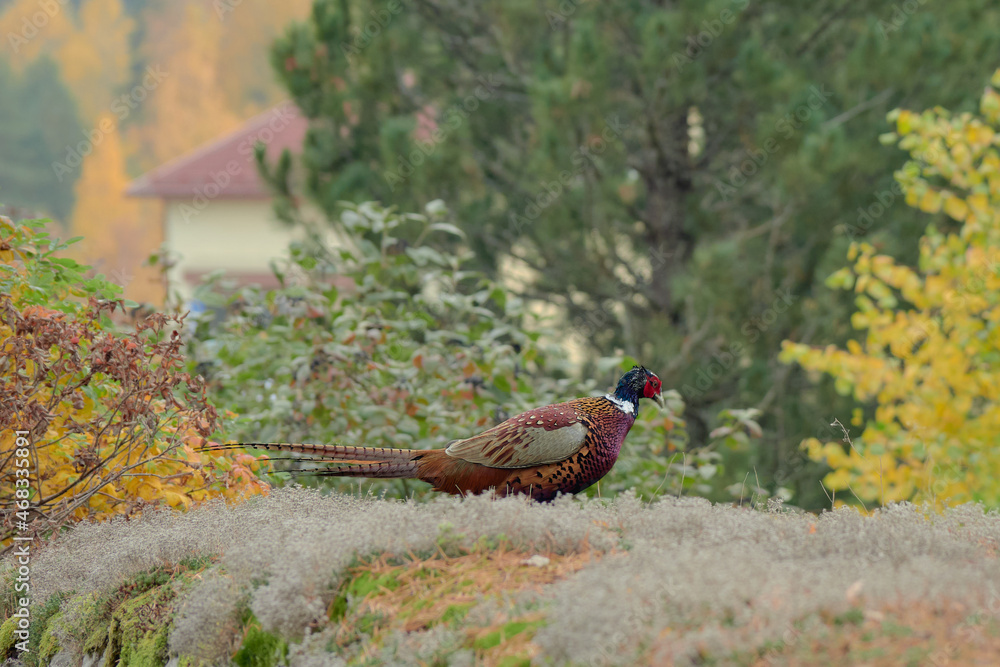 Fototapeta premium Pheasant bird in the Finnish town of Askola: autumn, near the old church.