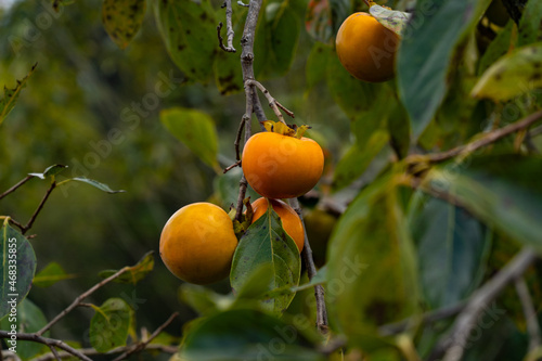 Persimmons are ripe with tree in Fukuoka prefecture, JAPAN.