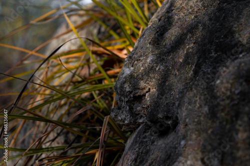 stone in the grass