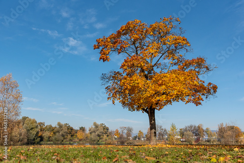 orange brown autumn tree next to lake
