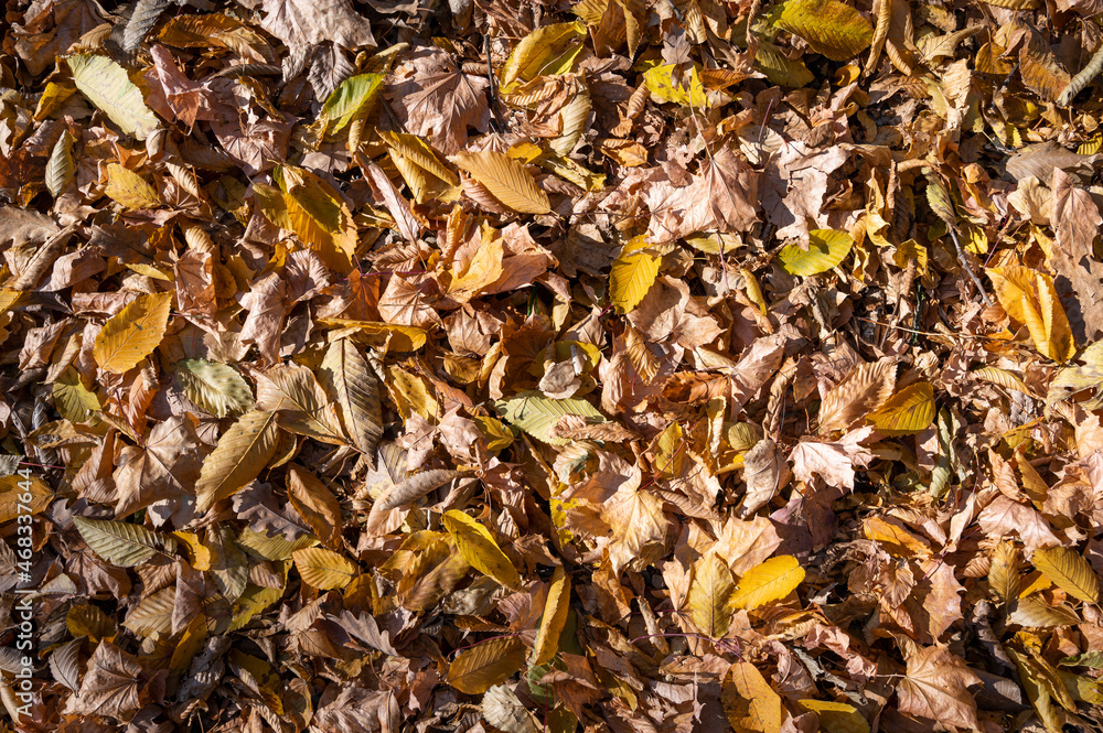 Close-up of background of autumn tree leaves