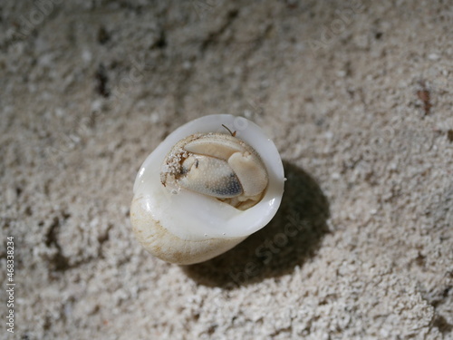 A small hermit crab on the white sand of the Maldives beach. The life of crustaceans in natural conditions.