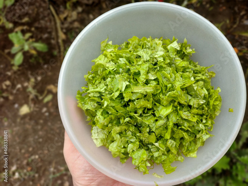 fresh lettuce in a bowl