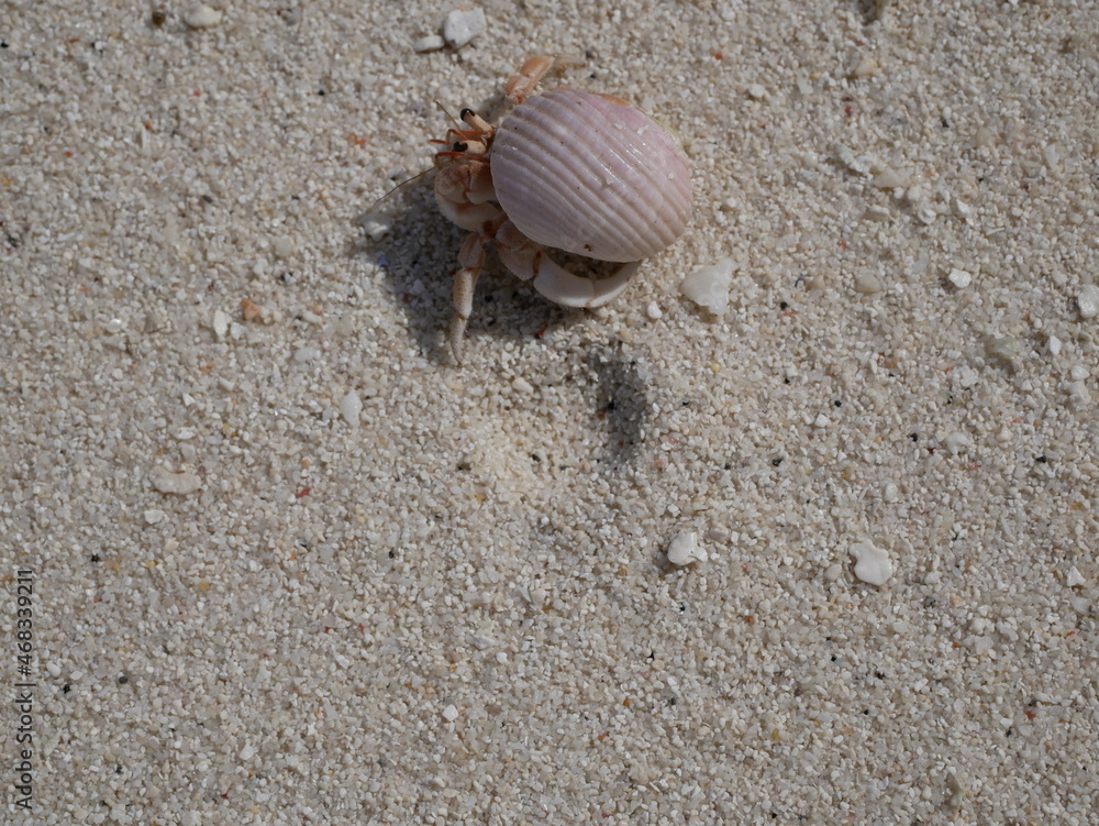 A small hermit crab on the white sand of the Maldives beach. The life of crustaceans in natural conditions. A small hermit crab on the white sand of the Maldives beach. The life of crustaceans in natural conditions.