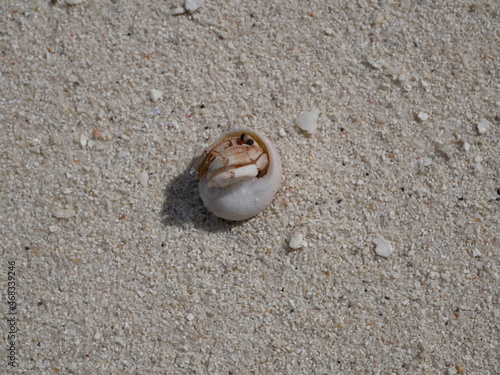Photo A small hermit crab on the white sand of the Maldives beach
