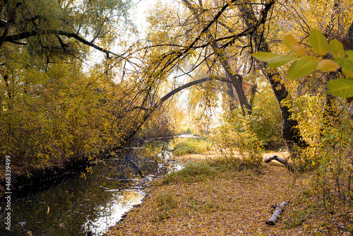 Small river in the forest in autumn