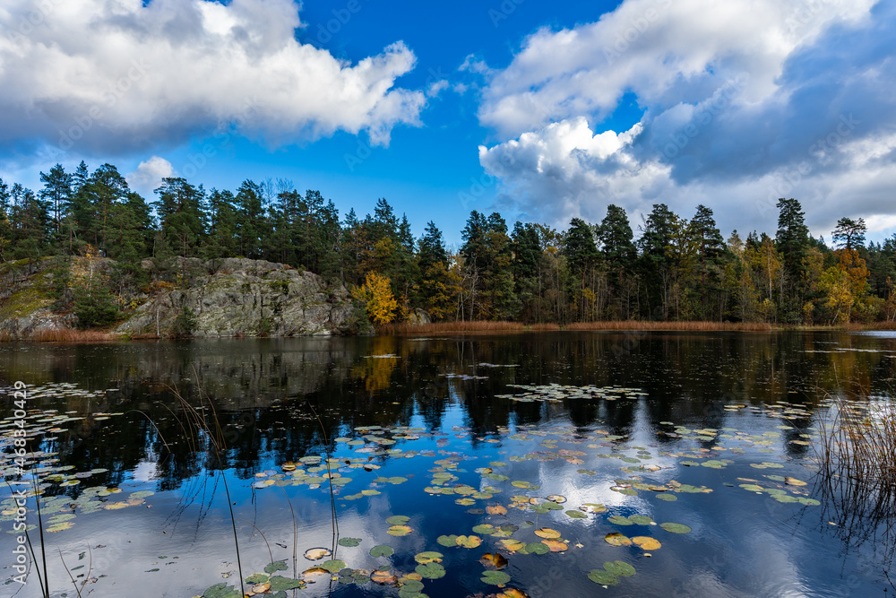 Fototapeta premium Beautiful lake or sea bay rocky shore on sunny autumn day. Water lily leaves cover the surface of water. Fall season landscape. Blue sky white clouds. Colorful trees on the shore. Scandinavia views.