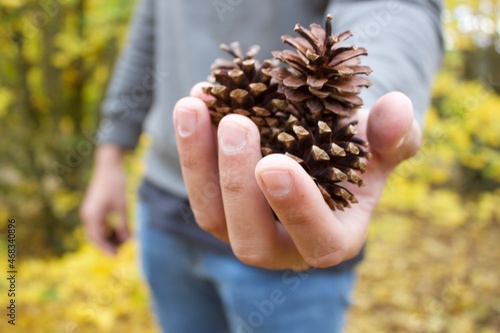 Pine cone in the hands of a boy