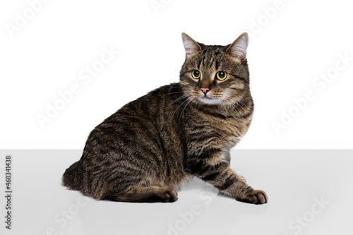 Studio shot of beautiful cute pet, purebred cat posing isolated on white background. Animal life concept