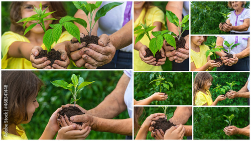 Collage child and grandmother planting a plant. Selective focus. photo