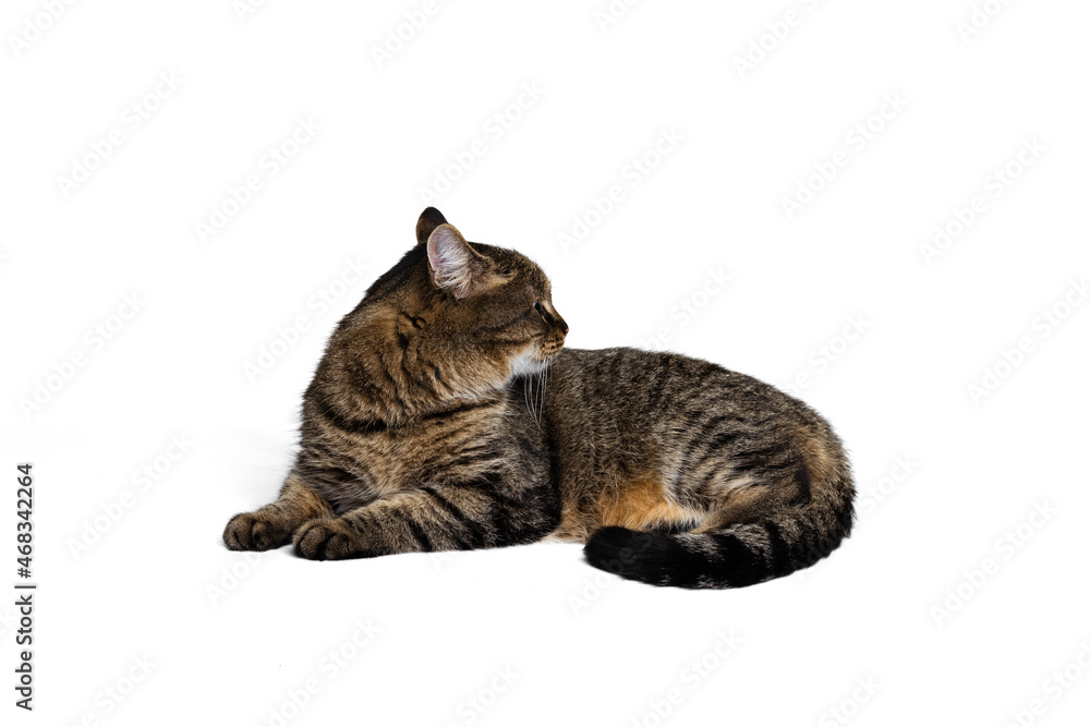 Studio shot of beautiful cute pet, purebred cat posing isolated on white background. Animal life concept Studio shot of beautiful cute pet, purebred cat posing isolated on white background. Animal life concept