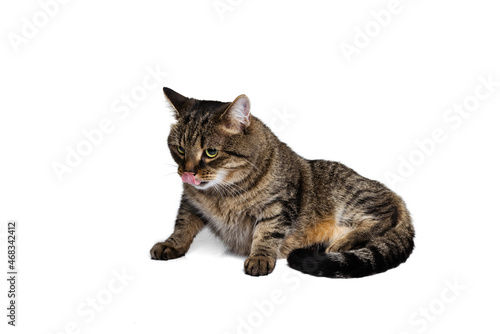 Portrait of beautiful grey-brown purebred cat sitting on floor isolated on white studio background. Animal life concept