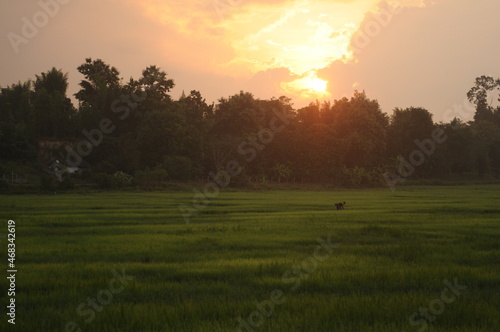 Sunset Green rice field in valley in Thailand
