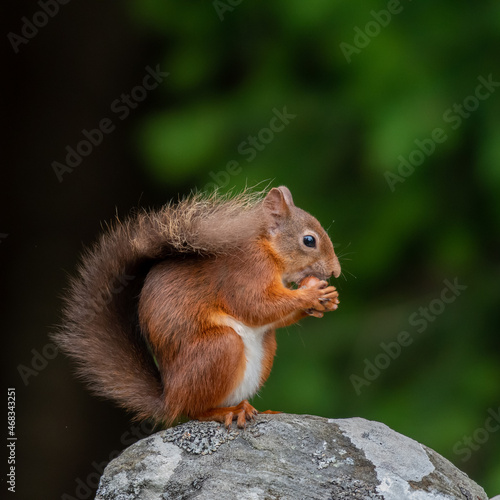 Red squirrel  Sciurus vulgaris  on a stone wall in a forest at Aigas  Scotland