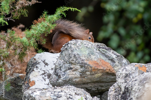 Red squirrel (Sciurus vulgaris) on a stone wall in a forest at Aigas, Scotland photo