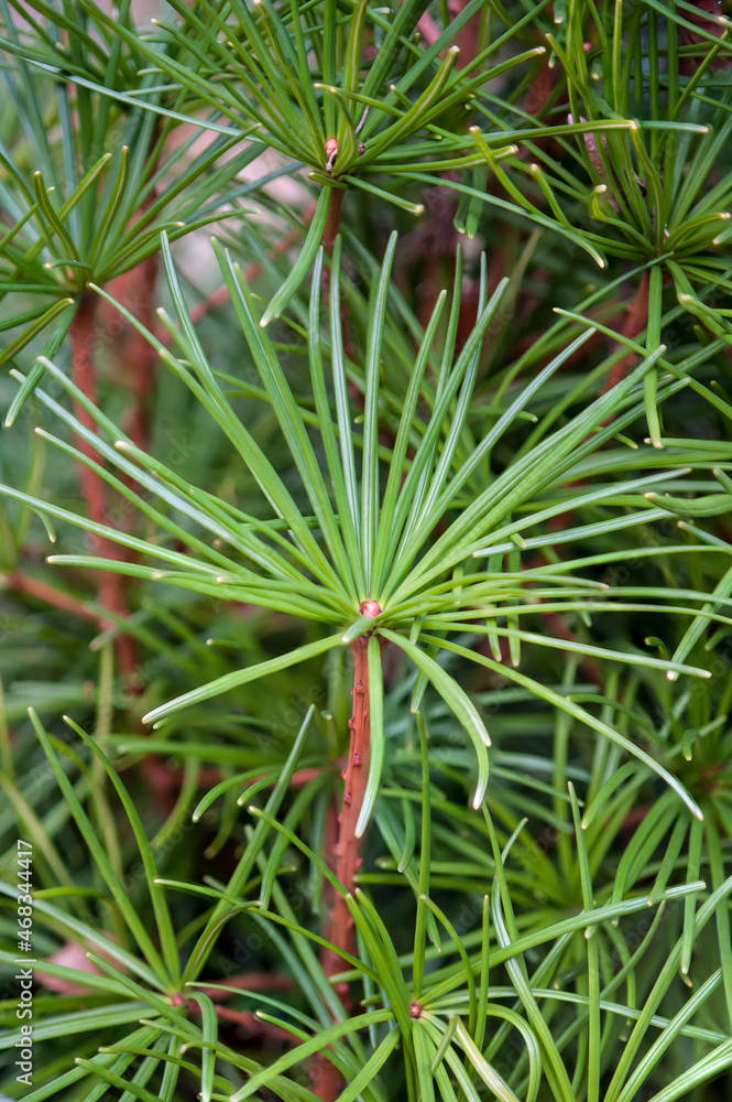 Close up of the fresh green leaves or needles growing on a Sciadopitys verticillata, ab evergreen plant. Selective focus. Close up of the fresh green leaves or needles growing on a Sciadopitys verticillata, ab evergreen plant. Selective focus.