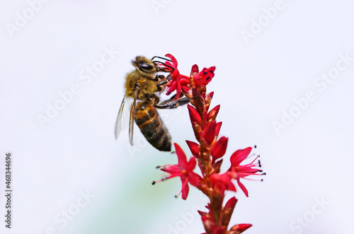 A bee collects nectar on a red flower. Insect close up. Apis mellifera.