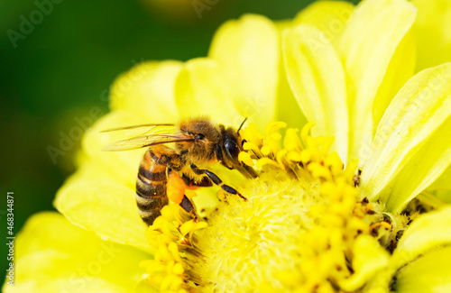 A bee collects nectar on a yellow flower. Insect close up. Apis mellifera.