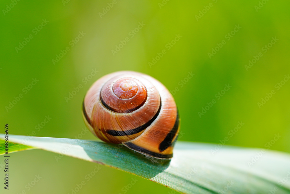 Garden cepaea, Cepaea hortensis. Close up of snail shell in natural habitat. Banded snail. Garden cepaea, Cepaea hortensis. Close up of snail shell in natural habitat. Banded snail.