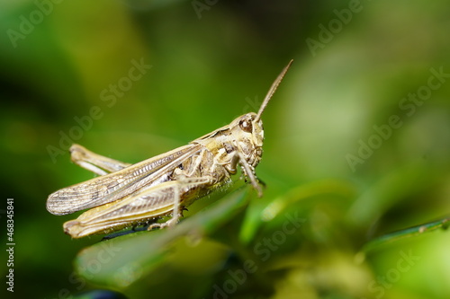Brown grasshopper. Insect in a detailed close-up from the side. Chorthippus brunneus. photo