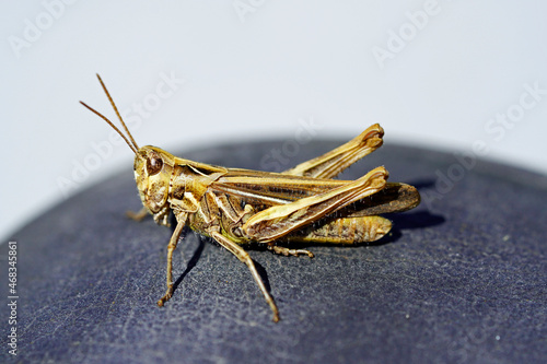 Brown grasshopper. Insect in a detailed close-up from the side. Chorthippus brunneus. photo