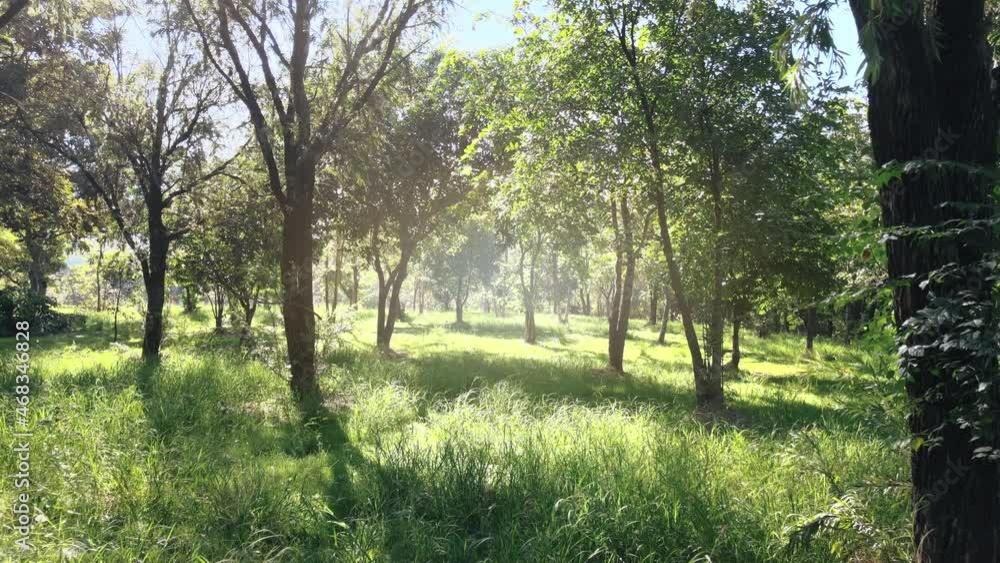 Cinematic aerial drone movements low altitude into green forest gardens and morning sun rays. Cinematic aerial drone movements low altitude into green forest gardens and morning sun rays.