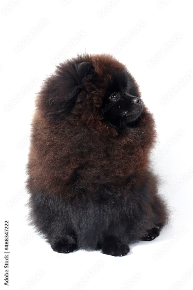 black pomeranian spitz dog isolated on white black pomeranian spitz dog isolated on white