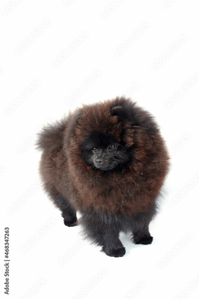 black pomeranian spitz dog isolated on white black pomeranian spitz dog isolated on white