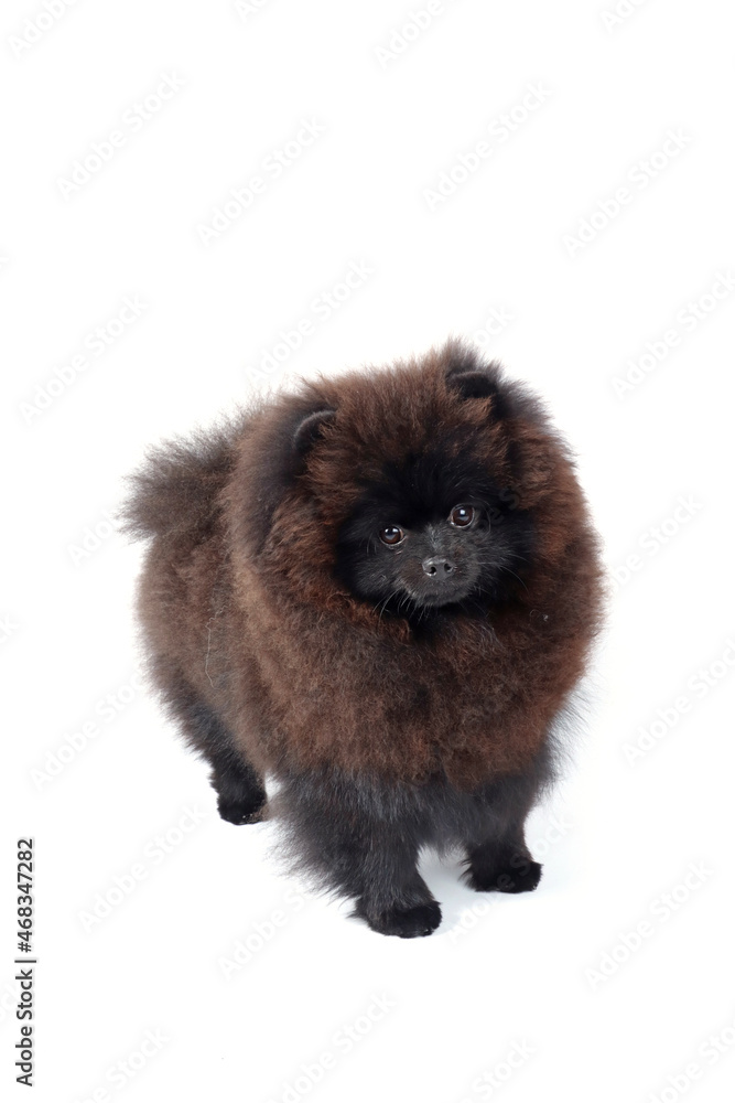 Obraz premium black pomeranian spitz dog isolated on white 