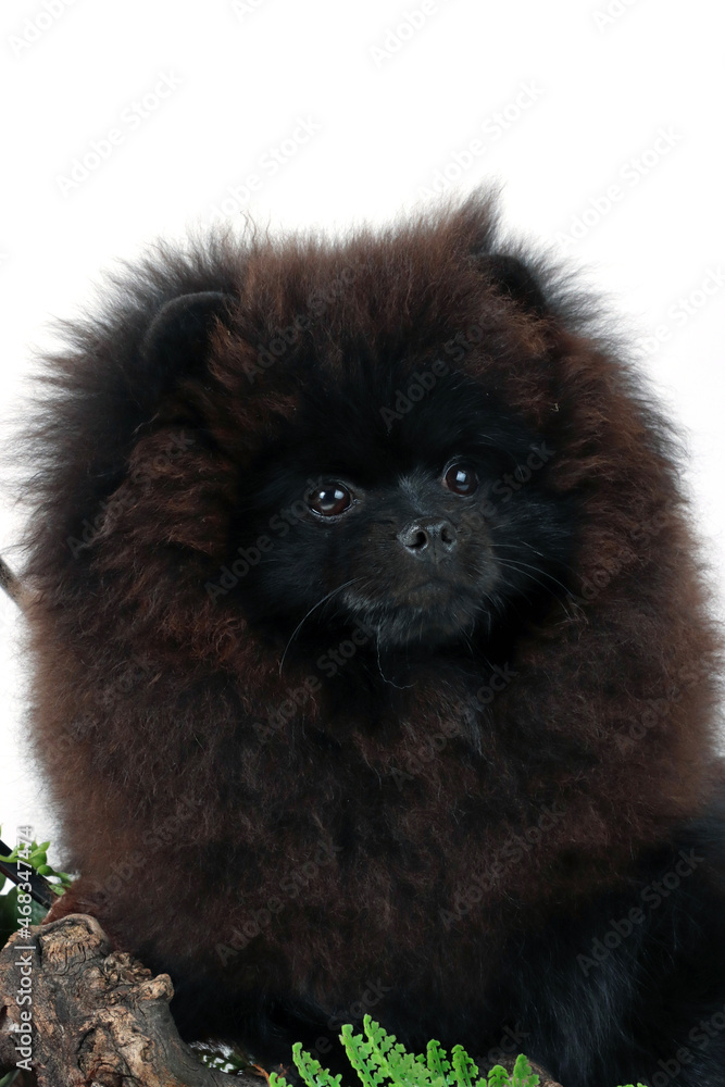 Obraz premium close up of a black pomeranian