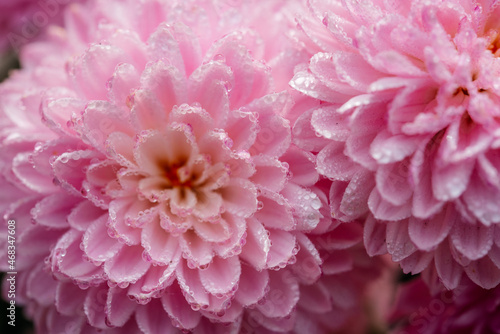 Pink pompon chrysanthemum flowers with frozen dew drops close-up, beautiful floral background