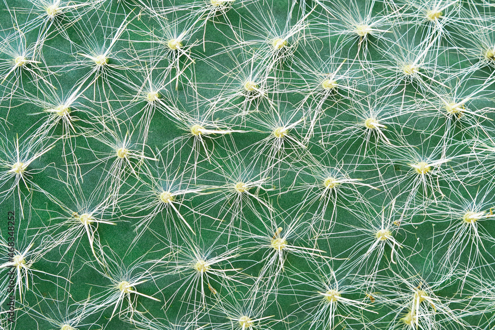 Opuntia in close-up. Green prickly surface of a cactus. Opuntia ritteri. Plant in detailed macro photo. Natural background. Opuntia in close-up. Green prickly surface of a cactus. Opuntia ritteri. Plant in detailed macro photo. Natural background.