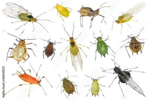 Photos Aphids (plant lice, greenfly, blackfly or whitefly), (Hemiptera: Aphididae) are among the most destructive insect pests on cultivated plants in temperate regions