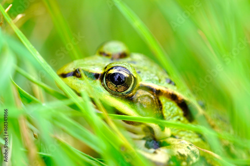 Green pond frog is sitting in the grass. Amphibian camouflages itself in nature.