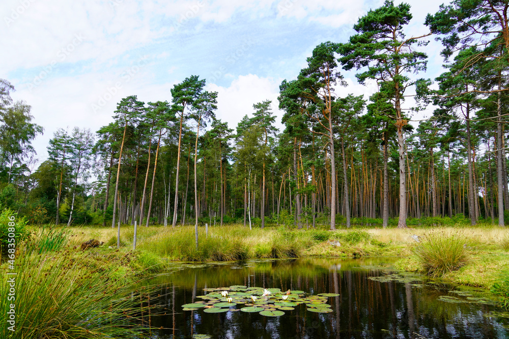 Weseler Heide nature reserve. Green landscape with ponds near the Lueneburg Heath.