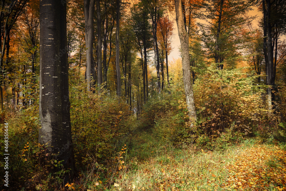 autumn morning in the woods