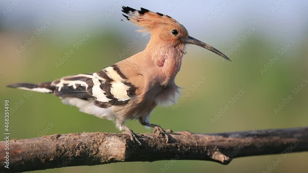 hoopoe sings on a spring morning hoopoe sings on a spring morning