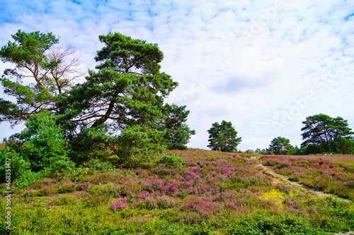 Weseler Heide nature reserve. Landscape with blooming heather plants near the Lueneburg Heath.