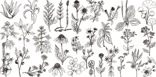Set of hand drawn vector spices and herbs. Medicinal, cosmetic, culinary plants.