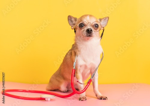 Small chihuahua dog with medical stethoscope wearing glasses on yellow background