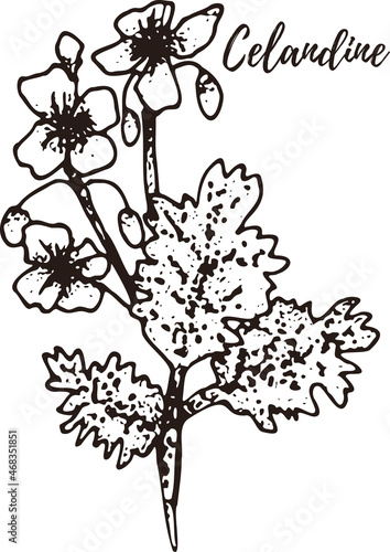 Celandine. Set of hand drawn vector spices and herbs. Medicinal, cosmetic, culinary plants.