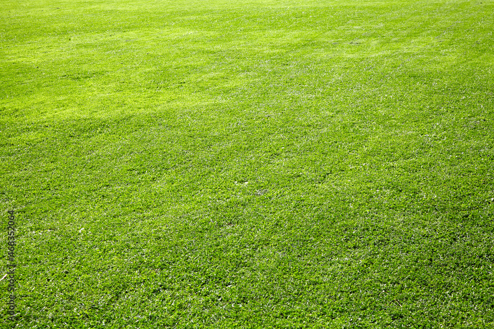 Background from green sheared grass. Smooth lawn. Background from green sheared grass. Smooth lawn.