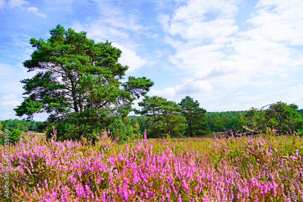 Weseler Heide nature reserve. Landscape with blooming heather plants near the Lueneburg Heath. Weseler Heide nature reserve. Landscape with blooming heather plants near the Lueneburg Heath.
