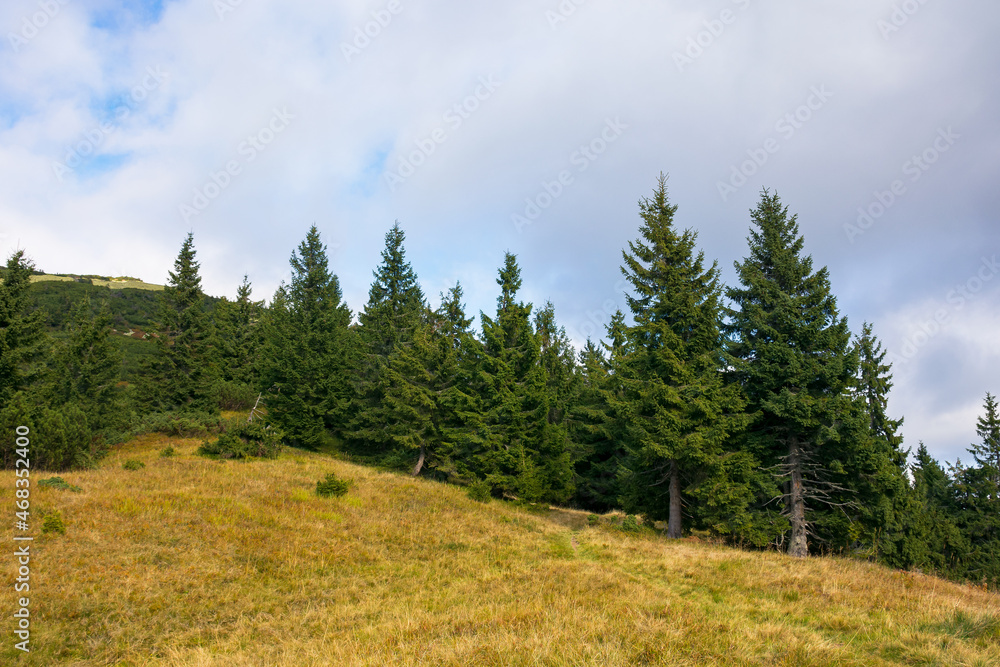 coniferous trees on the meadow. beautiful mountain landscape of synevyr national park, ukraine. green environment of carpathian mountains in early autumn season
