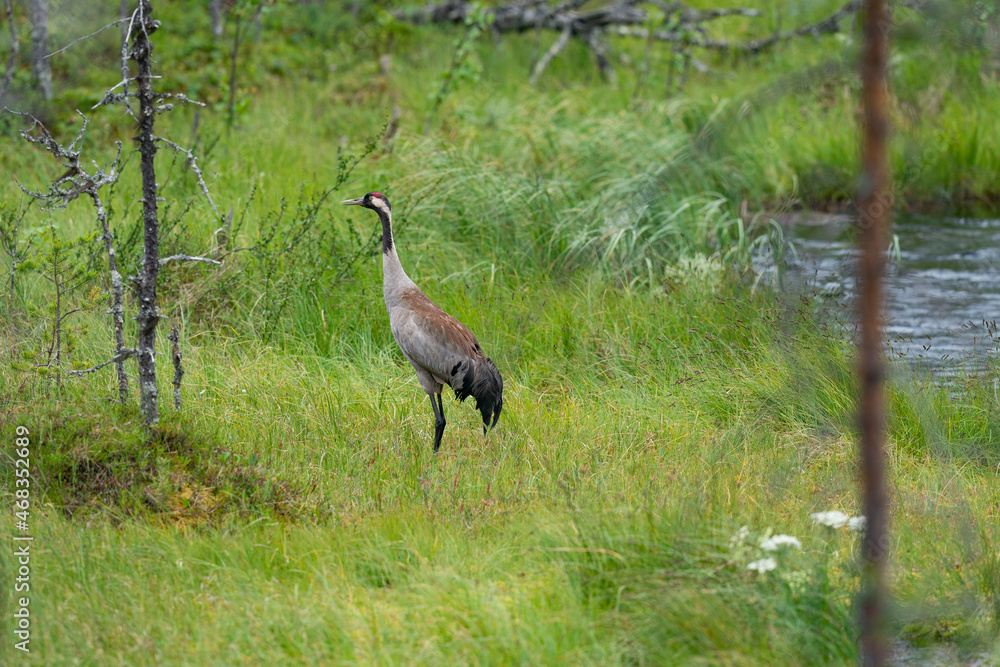 The Common Crane (Grus grus)