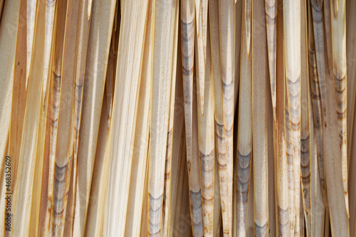 Details of the palm lily, Yucca rostrata. Plants background.
