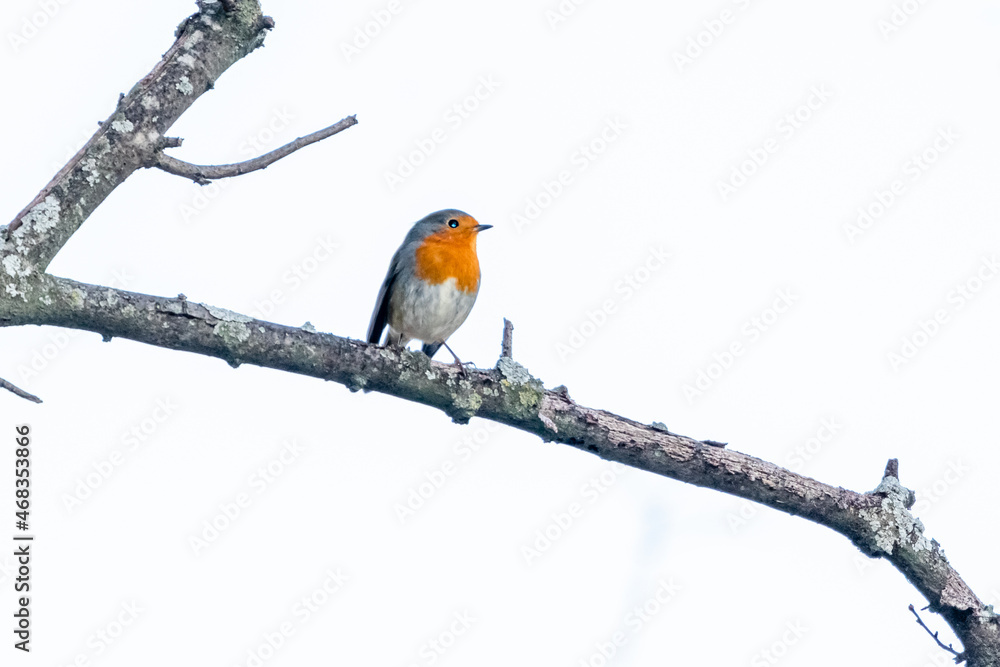 Fototapeta premium European Robin perched on a tree branch